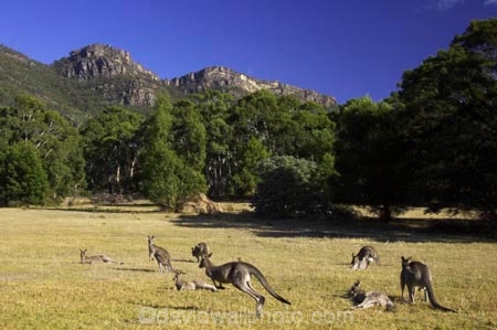 Animal;Animals;australasia;Australia;australian;eastern-gray-kangaroo;eastern-gray-kangaroos;eastern-grey-kangaroo;eastern-grey-kangaroos;grampian;grampian-national-park;grampians;grampians-national-park;gray-kangaroo;gray-kangaroos;Grey-Kangaroo;Grey-Kangaroos;halls-gap;head;heads;Kangaroo;Kangaroos;Macropodidae;Macropus-giganteus;Mammal;Mammals;Marsupial;Marsupials;marsupium;Nature;portrait;portraits;pouch;skippy;victoria;Wild;Wildlife;Zoology