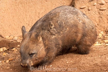 Animal;Animals;Australia;australianaustralasia;Lasiorhinus-latrifrons;Mammal;Mammals;marsupial;marsupials;melbourne;Nature;Southern-Hairy-Nosed-Wombat;Southern-Hairy_Nosed-Wombat;victoria;Wild;Wildlife;wombat;wombats;Zoology