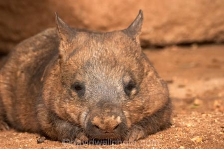 Animal;Animals;Australia;australianaustralasia;Lasiorhinus-latrifrons;Mammal;Mammals;marsupial;marsupials;melbourne;Nature;Southern-Hairy-Nosed-Wombat;Southern-Hairy_Nosed-Wombat;victoria;Wild;Wildlife;wombat;wombats;Zoology