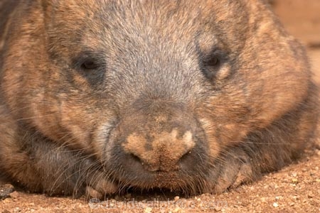 Animal;Animals;Australia;australianaustralasia;Lasiorhinus-latrifrons;Mammal;Mammals;marsupial;marsupials;melbourne;Nature;Southern-Hairy-Nosed-Wombat;Southern-Hairy_Nosed-Wombat;victoria;Wild;Wildlife;wombat;wombats;Zoology
