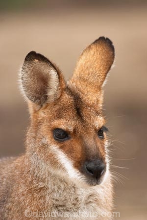 Animal;Animals;australasia;Australia;australian;Macropus-rufogriseus;Mammal;Mammals;marsupial;Marsupials;Nature;portrait;portraits;Red-necked-Wallabies;Red-necked-Wallaby;Red_necked-Wallabies;Red_necked-Wallaby;skippy;victoria;Wild;Wildlife;Zoology
