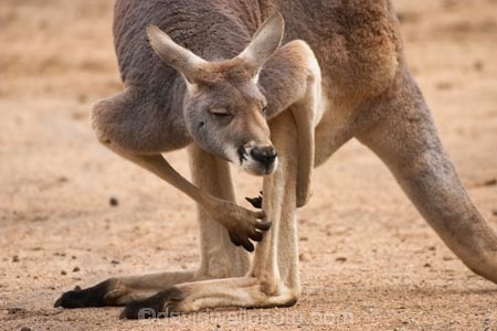Animal;Animals;australasia;Australia;australian;austrlian;eastern-gray-kangaroo;eastern-gray-kangaroos;gray-kangaroo;gray-kangaroos;Grey-Kangaroo;Grey-Kangaroos;itch;itching;Kangaroo;Kangaroos;Macropus-giganteus;Mammal;Mammals;marsupial;Marsupials;Nature;portrait;portraits;scratch;scratching;skippy;Wild;Wildlife;Zoology