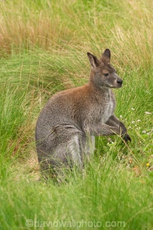 Animal;Animals;australasia;australasian;Australia;australian;austrlian;ear;ears;eastern-gray-kangaroo;eastern-gray-kangaroos;gray-kangaroo;gray-kangaroos;Grey-Kangaroo;Grey-Kangaroos;head;heads;Kangaroo;Kangaroos;Macropus-giganteus;Mammal;Mammals;Marsupial;Marsupials;Melbourne;Nature;park;parks;portrait;portraits;skippy;Victoria;werribee;Werribee-Open-Range-Zoo;Wild;Wildlife;zoo;Zoology;zoos