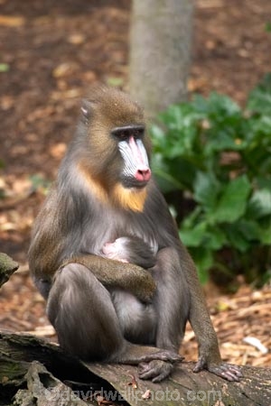 africa;african;animal;animals;australasian;Australia;australian;babies;baboons;baby;blue;dangerous;game-park;game-parks;game-viewing;mammal;mammals;mandrill;mandrills;Melbourne;melbourne-zoo;mother-mothers;papio-sphinx;park;parks;pink;primate;primates;red;safari;safaris;Victoria;wild;wildlife;zoo;zoos