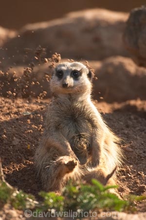 africa;african;animal;animals;australasian;Australia;australian;cute;game-park;game-parks;game-viewing;grey-meerkat;mamal;mamals;mammal;mammals;meercat;meercats;meerkat;meerkats;Melbourne;park;parks;safari;safaris;Suricata-suricatta;suricate;suricates;Victoria;werribee;Werribee-Open-Range-Zoo;wild;wildlife;zoo;zoos