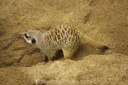 africa;african;animal;animals;australasian;Australia;australian;cute;dig;digging;game-park;game-parks;game-viewing;grey-meerkat;mamal;mamals;mammal;mammals;meercat;meercats;meerkat;meerkats;Melbourne;park;parks;safari;safaris;Suricata-suricatta;suricate;suricates;Victoria;werribee;Werribee-Open-Range-Zoo;wild;wildlife;zoo;zoos