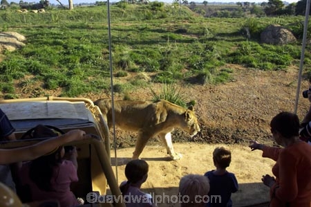 africa;african;animal;animals;australasian;Australia;australian;carnivore;carnivores;cat;cats;children;feline;felines;game-park;game-parks;game-viewing;grasslands;lion;lionesses;lions;mammal;mammals;Melbourne;Panthera-leo;park;parks;plain;plains;predator;predators;safari;safaris;savana;savanah;savanna;savannah;Victoria;werribee;Werribee-Open-Range-Zoo;wild;wildlife;zoo;zoology;zoos