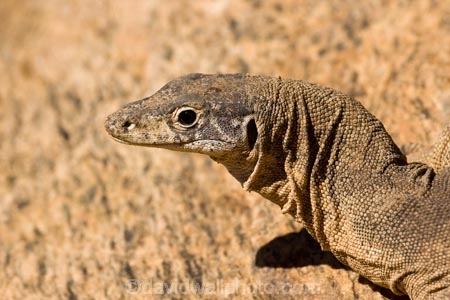 Alice-Springs;animal;animals;Australasia;Australia;Australian;Australian-Outback;Central-Australia;Goanna;Goanna-Varanus-sp;Goannas;lizard;lizards;Monitor-Lizard;Monitor-Lizards;N.T.;Northern-Territory;NT;Outback;reptile;reptiles;Spencers-Goanna