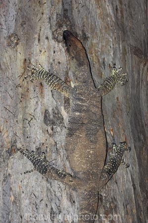 animal;animals;Australasia;Australia;Australian;Australian-Desert;Australian-Deserts;Australian-Outback;camouflage;climb;climbing;Darling-River;Goanna;Goanna-Varanus-sp,-Kinchega-National-Park,-Outback,-New-South-;Goannas;Kinchega-N.P.;Kinchega-National-Park;Kinchega-NP;lizard;lizards;Monitor-Lizard;Monitor-Lizards;N.S.W.;national-aprkl;national-parks;New-South-Wales;NSW;Outback;reptile;reptiles;tree;trees;wildlife