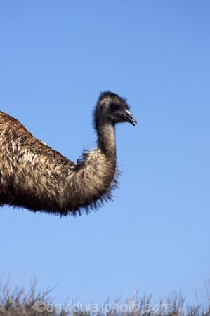 Animal;animals;australasian;australia;Australian;Avian;Beak;bird;bird-watching;bird_watching;birds;Dromaius-novaehollandiae;Emu;emus;Fauna;Feather;feathers;Flinders-Ranges;Flinders-Ranges-N.P.;Flinders-Ranges-National-Park;Flinders-Ranges-NP;Habitat;national-park;national-parks;Natural;Nature;Ornithology;Oz;park;parks;Plumage;S.A.;SA;South-Australia;wild;wildlife