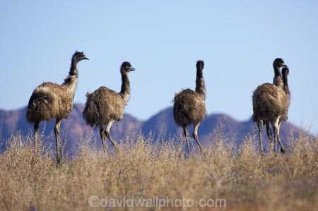 Animal;animals;australasian;australia;Australian;Avian;Beak;bird;bird-watching;bird_watching;birds;Dromaius-novaehollandiae;Emu;emus;Fauna;Feather;feathers;Flinders-Ranges;Flinders-Ranges-N.P.;Flinders-Ranges-National-Park;Flinders-Ranges-NP;Habitat;national-park;national-parks;Natural;Nature;Ornithology;Oz;park;parks;Plumage;S.A.;SA;South-Australia;wild;wildlife