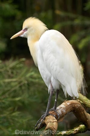 Animal;animals;Ardea-ibis;Ardeidae;Australasian;Australia;Australian;Avian;Beak;bird;bird-watching;bird_watching;birds;Breakfast-with-the-Birds;Cattle-Egret;Ciconiiformes;eco-tourism;eco_tourism;ecotourism;egrets;Fauna;Natural;Nature;North-Queensland;Ornithology;Port-Douglas;Qld;Queensland;The-Rainforest-Habitat-Wildlife-Sanctuary;wild;Wildlife