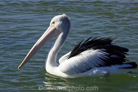 Animal;Animals;Aquatic-bird;Aquatic-birds;Australasian;Australia;Australian;Australian-Pelican;Australian-Pelicans;avian;beak;bill;bird;bird-watching;bird_watching;birds;eco-tourism;eco_tourism;ecotourism;Fauna;Feather;Marine-bird;Marine-birds;N.S.W.;Natural;Nature;New-South-Wales;NSW;Oceania;Ornithology;Pelecanus-conspicillatus;Pelican;Pelicans;The-Entrance;water;wild;Wildlife;Zoology