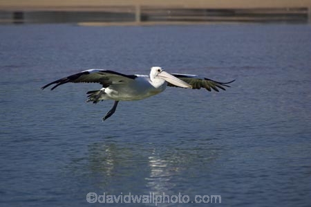 Animal;Animals;Aquatic-bird;Aquatic-birds;Australasian;Australia;Australian;Australian-Pelican;Australian-Pelicans;avian;beak;bill;bird;bird-watching;bird_watching;birds;eco-tourism;eco_tourism;ecotourism;Fauna;Feather;flight;fly;flying;Marine-bird;Marine-birds;N.S.W.;Natural;Nature;New-South-Wales;NSW;Oceania;Ornithology;Pelecanus-conspicillatus;Pelican;Pelicans;The-Entrance;water;wild;Wildlife;Zoology