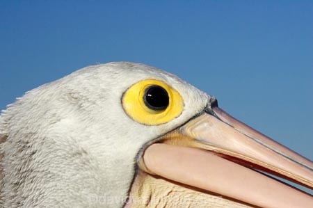 Animal;Animals;Aquatic-bird;Aquatic-birds;Australasian;Australia;Australian;Australian-Pelican;Australian-Pelicans;avian;beak;bill;bills;bird;bird-watching;bird_watching;birds;close-up;close_up;eco-tourism;eco_tourism;ecotourism;eye;eyes;Fauna;Feather;Marine-bird;Marine-birds;N.S.W.;Natural;Nature;New-South-Wales;NSW;Oceania;Ornithology;Pelecanus-conspicillatus;Pelican;Pelicans;The-Entrance;water;wild;Wildlife;Zoology