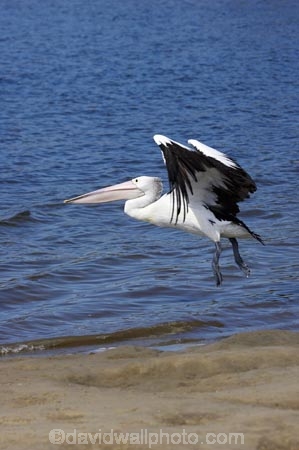 Animal;Animals;Aquatic-bird;Aquatic-birds;Australasian;Australia;Australian;Australian-pelican;avian;beak;bill;bird;bird-watching;bird_watching;birds;eco-tourism;eco_tourism;ecotourism;Evans-Head;Fauna;Feather;flight;fly;flying;Marine-bird;Marine-birds;N.S.W.;Natural;Nature;New-South-Wales;NSW;Oceania;Ornithology;Pelecanus-conspicillatus;Pelican;Pelicans;water;wild;Wildlife;Wing;Zoology