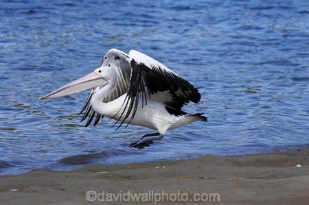 Animal;Animals;Aquatic-bird;Aquatic-birds;Australasian;Australia;Australian;Australian-pelican;avian;beak;bill;bird;bird-watching;bird_watching;birds;eco-tourism;eco_tourism;ecotourism;Evans-Head;Fauna;Feather;flight;fly;flying;Marine-bird;Marine-birds;N.S.W.;Natural;Nature;New-South-Wales;NSW;Oceania;Ornithology;Pelecanus-conspicillatus;Pelican;Pelicans;water;wild;Wildlife;Wing;Zoology