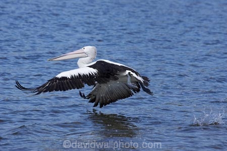 Animal;Animals;Aquatic-bird;Aquatic-birds;Australasian;Australia;Australian;Australian-pelican;avian;beak;bill;bird;bird-watching;bird_watching;birds;eco-tourism;eco_tourism;ecotourism;Evans-Head;Fauna;Feather;flight;fly;flying;Marine-bird;Marine-birds;N.S.W.;Natural;Nature;New-South-Wales;NSW;Oceania;Ornithology;Pelecanus-conspicillatus;Pelican;Pelicans;water;wild;Wildlife;Wing;Zoology