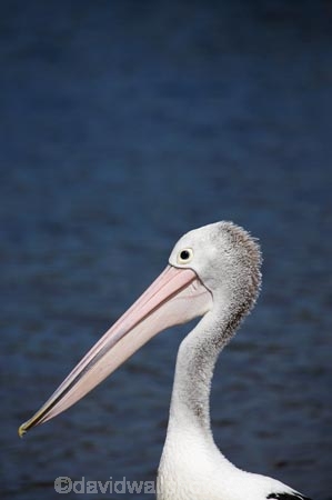Animal;Animals;Aquatic-bird;Aquatic-birds;Australasian;Australia;Australian;Australian-pelican;avian;beak;bill;bird;bird-watching;bird_watching;birds;eco-tourism;eco_tourism;ecotourism;Evans-Head;Fauna;Feather;Marine-bird;Marine-birds;N.S.W.;Natural;Nature;New-South-Wales;NSW;Oceania;Ornithology;Pelecanus-conspicillatus;Pelican;Pelicans;water;wild;Wildlife;Wing;Zoology