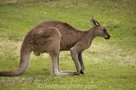 Animal;Animals;australasia;Australasian;Australia;Australian;eastern-gray-kangaroo;eastern-gray-kangaroos;eastern-grey-kangaroo;eastern-grey-kangaroos;gray-kangaroo;gray-kangaroos;Grey-Kangaroo;Grey-Kangaroos;head;heads;Kangaroo;Kangaroos;Macropodidae;Macropus-giganteus;Mammal;Mammals;Marsupial;Marsupials;marsupium;Mid-North-Coast;Mid-North-Coast-NSW;Mid-North-Nsw;Mid-Northern-NSW;N.S.W.;Nature;New-South-Wales;NSW;portrait;portraits;pouch;skippy;Trial-Bay;Wild;Wildlife;Zoology