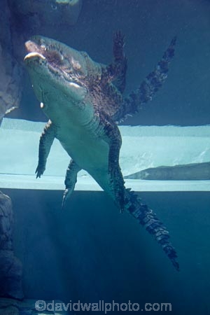 Australasian;Australia;Australian;croc;Crocodylus-Porosus;Crocosaurus-Cove;crocs;danger;dangerous;Darwin;N.T.;Northern-Territory;NT;reptile;reptiles;Saltwater-Crocodile;saltwater-crocodiles;salty;Top-End;under_water;underwater