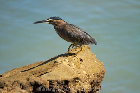 Animal;animals;Australasian;Australia;Australian;avian;bird;bird-watching;bird_watching;birds;Butorides-striatus;coast;coastal;coastline;coastlines;coasts;Darwin;East-Point;East-Point-Recreation-Reserve;East-Point-Reserve;eco-tourism;eco_tourism;ecotourism;Fauna;foreshore;herons;marine;N.T.;native;Natural;natural-history;nature;Northern-Territory;NT;ocean;Ornithology;sea;shore;shoreline;shorelines;shores;stagnatilis;Striated-Heron;Striated-Herons;Top-End;water;wild;wildlife;Wing