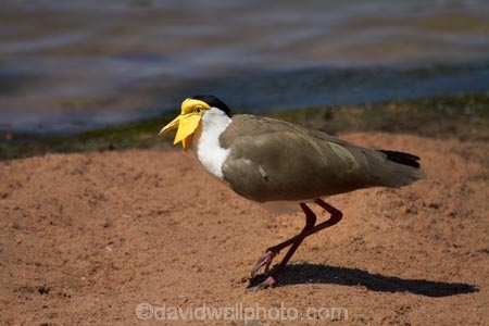 Animal;animals;Australasian;Australia;Australian;Avian;bird;bird-watching;bird_watching;birds;Darwin;East-Point;East-Point-Recreation-Reserve;East-Point-Reserve;eco-tourism;eco_tourism;ecotourism;Fauna;Masked-Lapwing;Masked-Lapwings;N.T.;Natural;Nature;Northern-Territory;NT;Ornithology;plover;plovers;Top-End;Vanellus-miles;wild;Wildlife;Wing;yellow-wattle;yellow-wattles