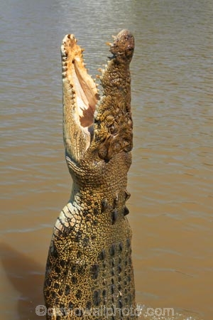 Adelaide-River;Adelaide-River-Cruises;Australia;Australian;croc;crocodile;crocodiles;Crocodylus-Porosus;crocs;danger;dangerous;dangerous-wildlife;jumping-crocodile-cruise;N.T.;Northern-Territory;NT;reptile;reptiles;saltwater-crocodile;saltwater-crocodiles;salty;spectacular-jumping-crocodile-cruise;Top-End;tourist-attraction;wildlife