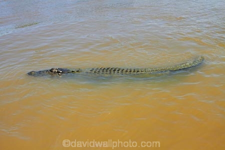 Adelaide-River;Adelaide-River-Cruises;Australia;Australian;croc;crocodile;crocodiles;Crocodylus-Porosus;crocs;danger;dangerous;dangerous-wildlife;jumping-crocodile-cruise;N.T.;Northern-Territory;NT;reptile;reptiles;saltwater-crocodile;saltwater-crocodiles;salty;spectacular-jumping-crocodile-cruise;Top-End;wildlife