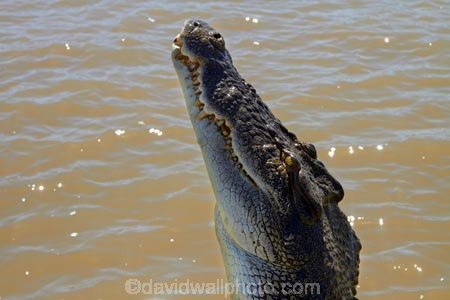 Adelaide-River;Adelaide-River-Cruises;Australia;Australian;croc;crocodile;crocodiles;Crocodylus-Porosus;crocs;danger;dangerous;dangerous-wildlife;jumping-crocodile-cruise;N.T.;Northern-Territory;NT;reptile;reptiles;saltwater-crocodile;saltwater-crocodiles;salty;spectacular-jumping-crocodile-cruise;Top-End;tourist-attraction;wildlife