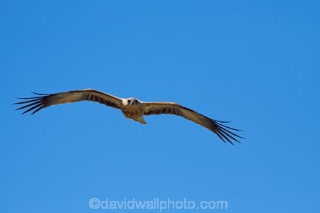 Adelaide-River;Animal;animals;Australia;Australian;avian;bird;bird-of-prey;bird-watching;bird_of_prey;bird_watching;birds;birds-of-prey;birds_of_prey;eco-tourism;eco_tourism;ecotourism;Fauna;flight;fly;flying;Haliastur-sphenurus;kite;kites;N.T.;Natural;Nature;Northern-Territory;NT;Ornithology;raptor;Top-End;Whistling-Kite;Whistling-Kites;wild;wildlife;Wing