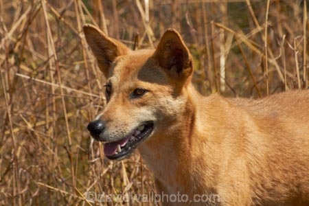 Australia;Australian;Australian-Dingo;Canidae;Canis-lupus-dingo;Carnivora;carnivore;Dingo;Dingoes;dog;dogs;Gagadju;Kakadu;Kakadu-N.P.;Kakadu-National-Park;Kakadu-NP;mammal;mammals;N.T.;national-parks;Northern-Territory;NT;predator;primative-dog;primative-dogs;Top-End;UN-world-heritage-area;UN-world-heritage-site;UNESCO-World-Heritage-area;UNESCO-World-Heritage-Site;united-nations-world-heritage-area;united-nations-world-heritage-site;Warrigal;wildlife;world-heritage;world-heritage-area;world-heritage-areas;World-Heritage-Park;World-Heritage-site;World-Heritage-Sites