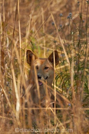 Australia;Australian;Australian-Dingo;Canidae;Canis-lupus-dingo;Carnivora;carnivore;Dingo;Dingoes;dog;dogs;Gagadju;Kakadu;Kakadu-N.P.;Kakadu-National-Park;Kakadu-NP;mammal;mammals;N.T.;national-parks;Northern-Territory;NT;predator;primative-dog;primative-dogs;Top-End;UN-world-heritage-area;UN-world-heritage-site;UNESCO-World-Heritage-area;UNESCO-World-Heritage-Site;united-nations-world-heritage-area;united-nations-world-heritage-site;Warrigal;wildlife;world-heritage;world-heritage-area;world-heritage-areas;World-Heritage-Park;World-Heritage-site;World-Heritage-Sites