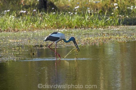 Animal;animals;Australia;Australian;Avian;Beak;billabong;billabongs;bird;bird-watching;bird_watching;birds;Black_necked-stork;calm;eco-tourism;eco_tourism;ecotourism;Ephippiorhynchus-asiaticus;Fauna;flood-plain;flood-plains;floodplain;floodplains;Gagadju;Jabiru;Jabirus;Kakadu;Kakadu-billabong;Kakadu-billabongs;Kakadu-flood-plain;Kakadu-flood-plains;Kakadu-floodplain;Kakadu-floodplains;Kakadu-N.P.;Kakadu-National-Park;Kakadu-NP;Kakadu-wetland;Kakadu-wetlands;N.T.;national-parks;Natural;Nature;Northern-Territory;NT;Ornithology;placid;quiet;reflection;reflections;serene;smooth;still;Top-End;tranquil;UN-world-heritage-area;UN-world-heritage-site;UNESCO-World-Heritage-area;UNESCO-World-Heritage-Site;united-nations-world-heritage-area;united-nations-world-heritage-site;water;wetland;wetlands;wild;wildlife;world-heritage;world-heritage-area;world-heritage-areas;World-Heritage-Park;World-Heritage-site;World-Heritage-Sites;Yellow-Water;Yellow-Water-Billabong;Yellow-Water-Wetland;Yellow-Water-Wetlands