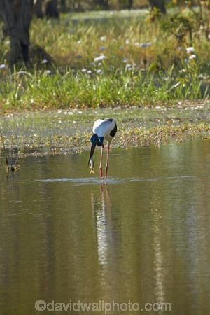 Animal;animals;Australia;Australian;Avian;Beak;billabong;billabongs;bird;bird-watching;bird_watching;birds;Black_necked-stork;calm;eco-tourism;eco_tourism;ecotourism;Ephippiorhynchus-asiaticus;Fauna;flood-plain;flood-plains;floodplain;floodplains;Gagadju;Jabiru;Jabirus;Kakadu;Kakadu-billabong;Kakadu-billabongs;Kakadu-flood-plain;Kakadu-flood-plains;Kakadu-floodplain;Kakadu-floodplains;Kakadu-N.P.;Kakadu-National-Park;Kakadu-NP;Kakadu-wetland;Kakadu-wetlands;N.T.;national-parks;Natural;Nature;Northern-Territory;NT;Ornithology;placid;quiet;reflection;reflections;serene;smooth;still;Top-End;tranquil;UN-world-heritage-area;UN-world-heritage-site;UNESCO-World-Heritage-area;UNESCO-World-Heritage-Site;united-nations-world-heritage-area;united-nations-world-heritage-site;water;wetland;wetlands;wild;wildlife;world-heritage;world-heritage-area;world-heritage-areas;World-Heritage-Park;World-Heritage-site;World-Heritage-Sites;Yellow-Water;Yellow-Water-Billabong;Yellow-Water-Wetland;Yellow-Water-Wetlands