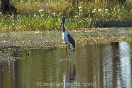 Animal;animals;Australia;Australian;Avian;Beak;billabong;billabongs;bird;bird-watching;bird_watching;birds;Black_necked-stork;calm;eco-tourism;eco_tourism;ecotourism;Ephippiorhynchus-asiaticus;Fauna;flood-plain;flood-plains;floodplain;floodplains;Gagadju;Jabiru;Jabirus;Kakadu;Kakadu-billabong;Kakadu-billabongs;Kakadu-flood-plain;Kakadu-flood-plains;Kakadu-floodplain;Kakadu-floodplains;Kakadu-N.P.;Kakadu-National-Park;Kakadu-NP;Kakadu-wetland;Kakadu-wetlands;N.T.;national-parks;Natural;Nature;Northern-Territory;NT;Ornithology;placid;quiet;reflection;reflections;serene;smooth;still;Top-End;tranquil;UN-world-heritage-area;UN-world-heritage-site;UNESCO-World-Heritage-area;UNESCO-World-Heritage-Site;united-nations-world-heritage-area;united-nations-world-heritage-site;water;wetland;wetlands;wild;wildlife;world-heritage;world-heritage-area;world-heritage-areas;World-Heritage-Park;World-Heritage-site;World-Heritage-Sites;Yellow-Water;Yellow-Water-Billabong;Yellow-Water-Wetland;Yellow-Water-Wetlands