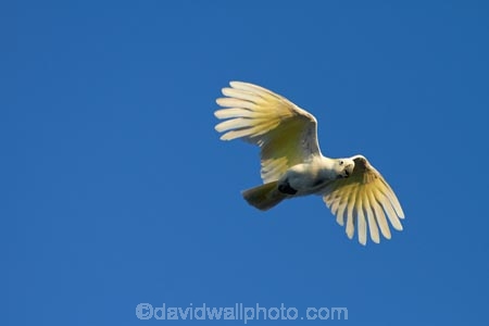 Animal;animals;Australia;Australian;Avian;Beak;bird;bird-watching;bird_watching;birds;Cacatua-galerita;cockatoo;cockatoos;eco-tourism;eco_tourism;ecotourism;Fauna;flight;fly;flying;Gagadju;Kakadu;Kakadu-N.P.;Kakadu-National-Park;Kakadu-NP;N.T.;national-parks;Natural;Nature;Northern-Territory;NT;Ornithology;parrot;parrots;Sulfur-crested-Cockatoo;Sulfur_crested-Cockatoo;Top-End;UN-world-heritage-area;UN-world-heritage-site;UNESCO-World-Heritage-area;UNESCO-World-Heritage-Site;united-nations-world-heritage-area;united-nations-world-heritage-site;wild;wildlife;world-heritage;world-heritage-area;world-heritage-areas;World-Heritage-Park;World-Heritage-site;World-Heritage-Sites;Yellow-Water;Yellow-Water-Billabong;Yellow-Water-Wetland;Yellow-Water-Wetlands