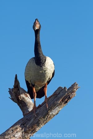 Animal;animals;Anseranas-semipalmata;Australia;Australian;Avian;Beak;bird;bird-watching;bird_watching;birds;eco-tourism;eco_tourism;ecotourism;Fauna;Gagadju;geese;goose;Kakadu;Kakadu-N.P.;Kakadu-National-Park;Kakadu-NP;Magpie-Geese;Magpie-Goose;N.T.;national-parks;Natural;Nature;Northern-Territory;NT;Ornithology;perch;perches;perching;Top-End;UN-world-heritage-area;UN-world-heritage-site;UNESCO-World-Heritage-area;UNESCO-World-Heritage-Site;united-nations-world-heritage-area;united-nations-world-heritage-site;wild;wildlife;world-heritage;world-heritage-area;world-heritage-areas;World-Heritage-Park;World-Heritage-site;World-Heritage-Sites;Yellow-Water;Yellow-Water-Billabong;Yellow-Water-Wetland;Yellow-Water-Wetlands