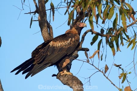 Animal;animals;Aquila-audax;Australia;Australian;Avian;Beak;bird;bird-of-prey;bird-watching;bird_of_prey;bird_watching;birds;birds-of-prey;birds_of_prey;eagle;Eaglehawk;eagles;eco-tourism;eco_tourism;ecotourism;Fauna;Gagadju;Kakadu;Kakadu-N.P.;Kakadu-National-Park;Kakadu-NP;N.T.;national-parks;Natural;Nature;Northern-Territory;NT;Ornithology;perch;perches;perching;raptor;raptors;Top-End;UN-world-heritage-area;UN-world-heritage-site;UNESCO-World-Heritage-area;UNESCO-World-Heritage-Site;united-nations-world-heritage-area;united-nations-world-heritage-site;Wedge-tailed-Eagle;Wedge_tailed-Eagle;wild;wildlife;world-heritage;world-heritage-area;world-heritage-areas;World-Heritage-Park;World-Heritage-site;World-Heritage-Sites;Yellow-Water;Yellow-Water-Billabong;Yellow-Water-Wetland;Yellow-Water-Wetlands
