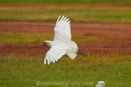 Animal;animals;Australasian;Australia;Australian;avian;Bare_eyed-Cockatoo;Beak;bird;bird-watching;bird_watching;birds;Cacatua-sanguinea;Cacatua-sanguinea-sanguinea;Cacatuidae;Cacatuinae;cockatoo;cockatoos;Derby;eco-tourism;eco_tourism;ecotourism;Fauna;Feather;flight;fly;flying;Kimberley;Kimberley-Region;Little-Corella;Little-Corellas;Natural;Nature;Ornithology;The-Kimberley;W.A.;WA;West-Australia;Western-Australia;white-cockatoo;wild;Wildlife;Wing