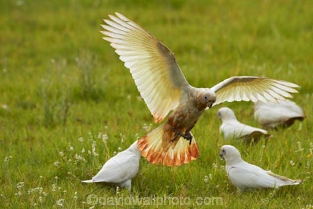 Animal;animals;Australasian;Australia;Australian;avian;Bare_eyed-Cockatoo;Beak;bird;bird-watching;bird_watching;birds;Cacatua-sanguinea;Cacatua-sanguinea-sanguinea;Cacatuidae;Cacatuinae;cockatoo;cockatoos;Derby;eco-tourism;eco_tourism;ecotourism;Fauna;Feather;flight;fly;flying;Kimberley;Kimberley-Region;Little-Corella;Little-Corellas;Natural;Nature;Ornithology;The-Kimberley;W.A.;WA;West-Australia;Western-Australia;white-cockatoo;wild;Wildlife;Wing
