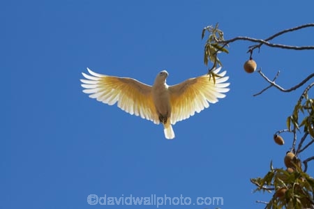 Animal;animals;Australasian;Australia;Australian;avian;Bare_eyed-Cockatoo;Beak;bird;bird-watching;bird_watching;birds;Cacatua-sanguinea;Cacatua-sanguinea-sanguinea;Cacatuidae;Cacatuinae;cockatoo;cockatoos;Derby;eco-tourism;eco_tourism;ecotourism;Fauna;Feather;flight;fly;flying;Kimberley;Kimberley-Region;Little-Corella;Little-Corellas;Natural;Nature;Ornithology;The-Kimberley;W.A.;WA;West-Australia;Western-Australia;white-cockatoo;wild;Wildlife;Wing