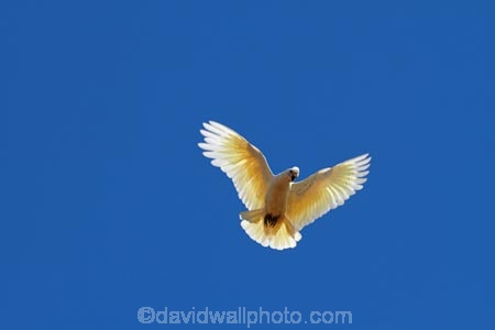 Animal;animals;Australasian;Australia;Australian;avian;Bare_eyed-Cockatoo;Beak;bird;bird-watching;bird_watching;birds;Cacatua-sanguinea;Cacatua-sanguinea-sanguinea;Cacatuidae;Cacatuinae;cockatoo;cockatoos;Derby;eco-tourism;eco_tourism;ecotourism;Fauna;Feather;flight;fly;flying;Kimberley;Kimberley-Region;Little-Corella;Little-Corellas;Natural;Nature;Ornithology;The-Kimberley;W.A.;WA;West-Australia;Western-Australia;white-cockatoo;wild;Wildlife;Wing