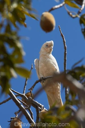 Animal;animals;Australasian;Australia;Australian;Avian;Bare_eyed-Cockatoo;Beak;Bird;bird-watching;bird_watching;birds;Cacatua-sanguinea;Cacatua-sanguinea-sanguinea;Cacatuidae;Cacatuinae;cockatoo;cockatoos;Derby;eco-tourism;eco_tourism;ecotourism;Fauna;Kimberley;Kimberley-Region;Little-Corella;Little-Corellas;Natural;Nature;Ornithology;The-Kimberley;W.A.;WA;West-Australia;Western-Australia;white-cockatoo;wild;Wildlife