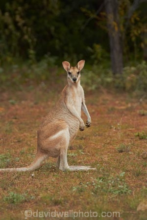 agile-wallabies;agile-wallaby;animal;animals;Australasia;Australasian;Australia;Australian;Derby;Kimberley;Kimberley-Region;Macropus-agilis;mammal;mammals;marsupial;marsupials;The-Kimberley;W.A.;WA;wallabies;wallaby;West-Australia;Western-Australia;wildlife
