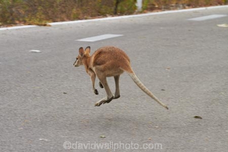 agile-wallabies;agile-wallaby;animal;animals;Australasia;Australia;Katherine;Katherine-Gorge;Katherine-Gorge-National-Park;Macropus-agilis;mammal;mammals;marsupial;marsupials;N.T.;national-park;national-parks;Nitmiluk-N.P.;Nitmiluk-National-Park;Nitmiluk-NP;Northern-Territory;NT;Top-End;wallabies;wallaby;wildlife