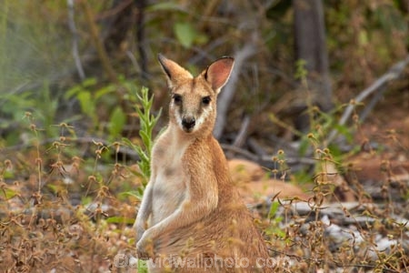 agile-wallabies;agile-wallaby;animal;animals;Australasia;Australia;Katherine;Katherine-Gorge;Katherine-Gorge-National-Park;Macropus-agilis;mammal;mammals;marsupial;marsupials;N.T.;national-park;national-parks;Nitmiluk-N.P.;Nitmiluk-National-Park;Nitmiluk-NP;Northern-Territory;NT;Top-End;wallabies;wallaby;wildlife