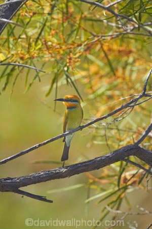 Animal;animals;Australasian;Australia;Australian;Avian;Beak;bird;bird-watching;bird_watching;birds;eco-tourism;eco_tourism;ecotourism;Fauna;Kimberley;Kimberley-Region;Merops-ornatus;Natural;Nature;Ornithology;Purnululu-N.P.;Purnululu-National-Park;Purnululu-NP;Rainbow-Bee_eater;The-Kimberley;UN-world-heritage-area;UN-world-heritage-site;UNESCO-World-Heritage-area;UNESCO-World-Heritage-Site;united-nations-world-heritage-area;united-nations-world-heritage-site;W.A.;WA;West-Australia;Western-Australia;wild;Wildlife;Wing;world-heritage;world-heritage-area;world-heritage-areas;World-Heritage-Park;World-Heritage-site;World-Heritage-Sites