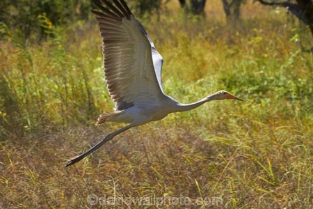 Animal;animals;Australasia;Australia;Australian-Crane;Avian;Beak;bird;bird-watching;bird_watching;birds;Brolga;Brolgas;crane-family;eco-tourism;eco_tourism;ecotourism;Fauna;flight;fly;flying;Grus-rubicunda;N.T.;Native-Companion;Natural;Nature;Northern-Territory;NT;Ornithology;Top-End;Victoria-Highway;wild;wildlife;Wing