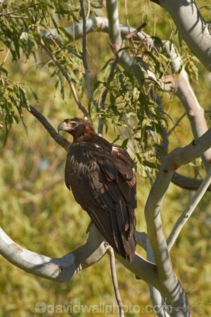 Animal;animals;Aquila-audax;arid;Australasia;Australia;Australian;Australian-Desert;Australian-Deserts;Australian-Outback;avian;back-country;backcountry;Beak;bird;bird-of-prey;bird-watching;bird_watching;birds;birds-of-prey;eco-tourism;eco_tourism;ecotourism;Fauna;N.T.;native;Natural;Nature;Northern-Territory;NT;Ornithology;Outback;predator;predators;Top-End;Victoria-Highway;Wedge-Taikled-Eagle;wild;wildlife;wing;wings